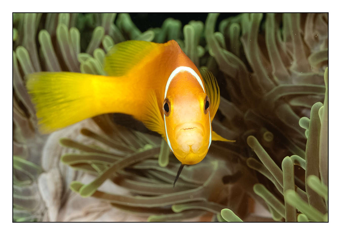 lumieres-et-couleurs/004-poissons-clowns/fr/05-130323MAL0880