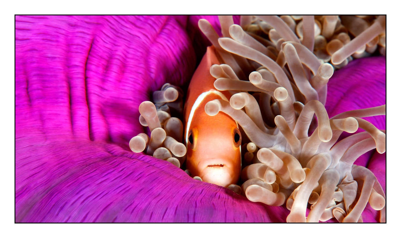 lumieres-et-couleurs/004-poissons-clowns/fr/07-140427MAL0277C