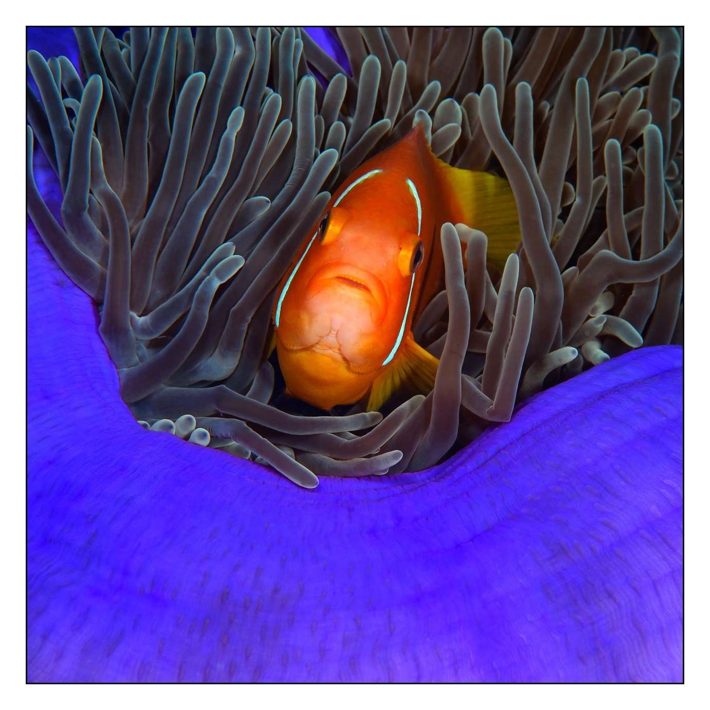 lumieres-et-couleurs/004-poissons-clowns/fr/08-130323MAL1094C