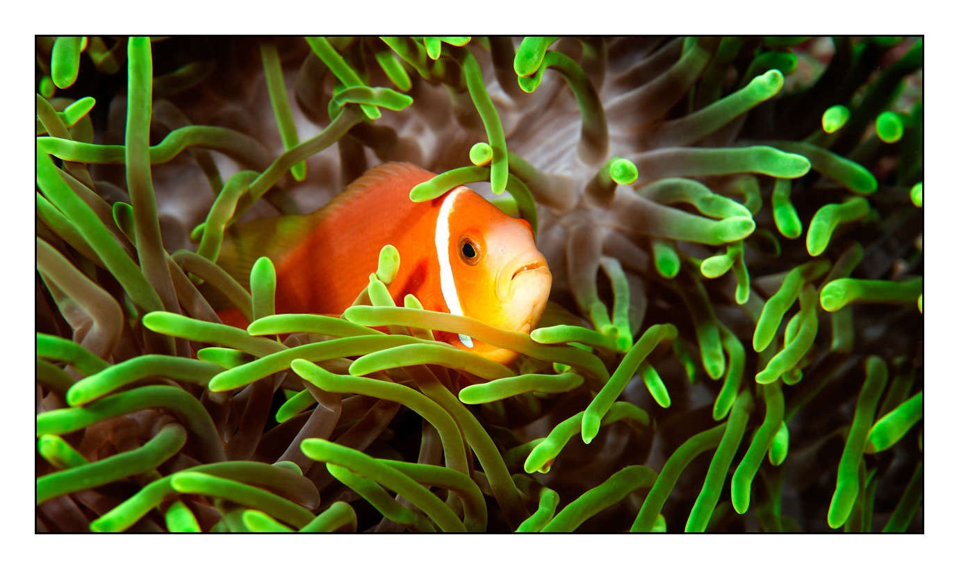 lumieres-et-couleurs/004-poissons-clowns/fr/11-130323MAL0739C