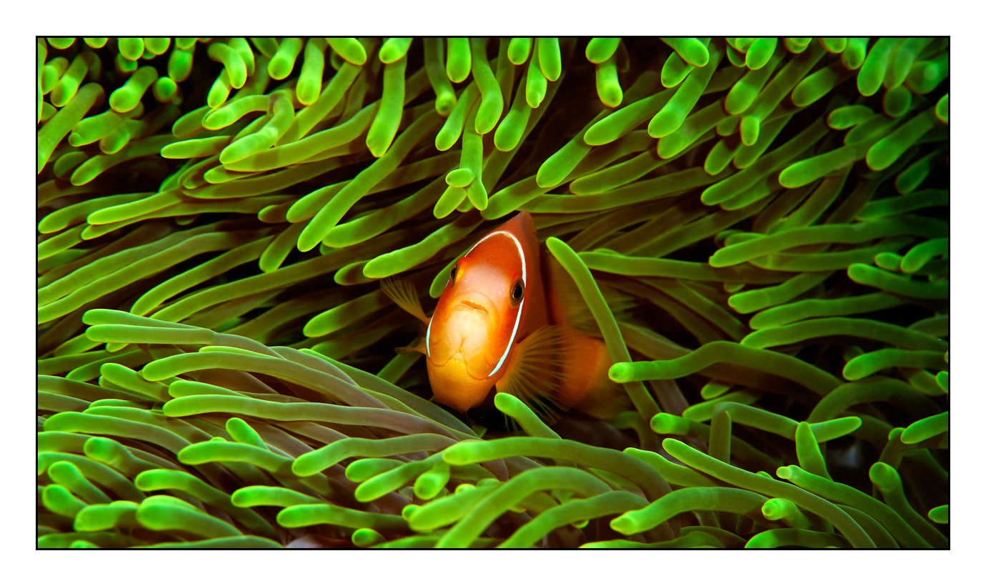 lumieres-et-couleurs/004-poissons-clowns/fr/12-130323MAL0741C
