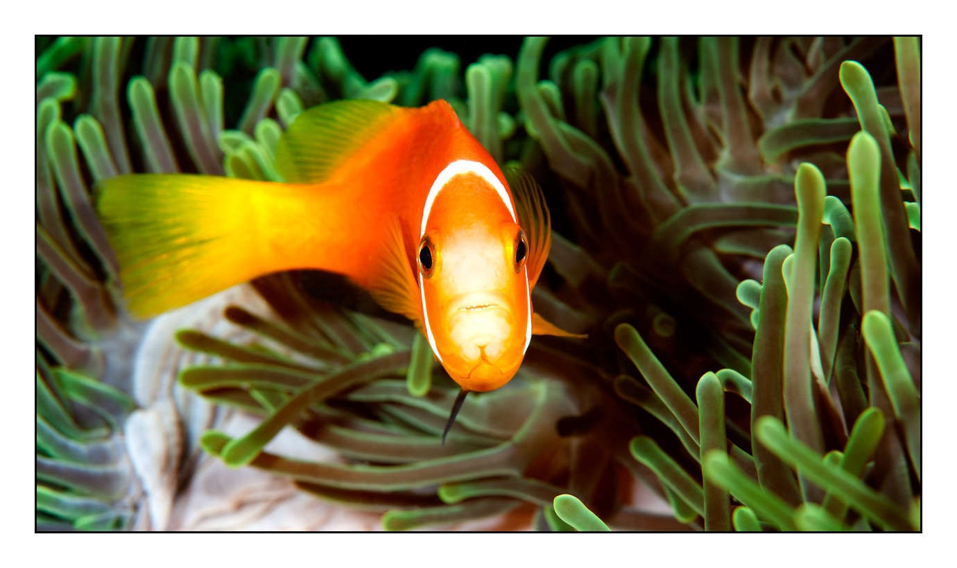 lumieres-et-couleurs/004-poissons-clowns/fr/13-130323MAL0880C