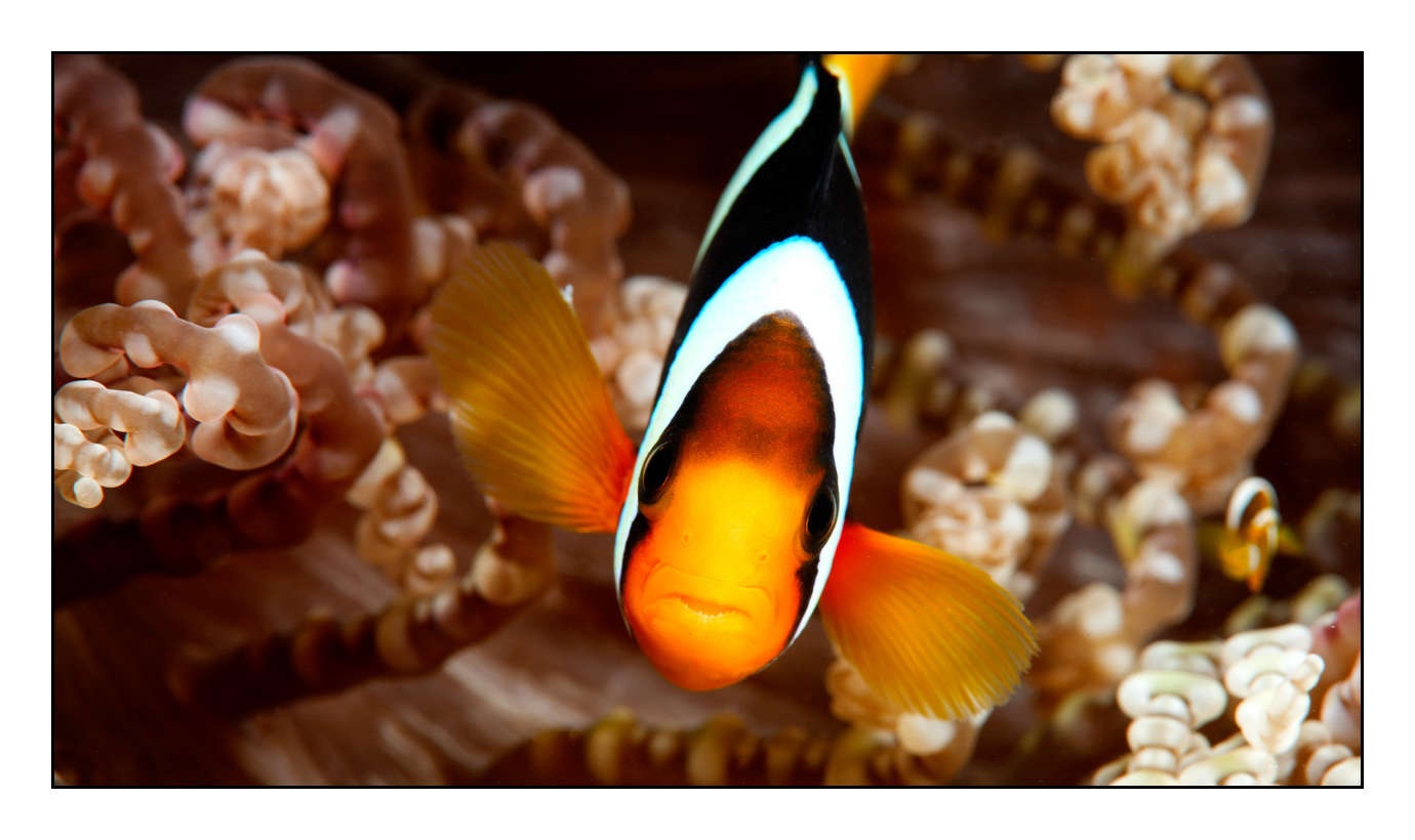 lumieres-et-couleurs/004-poissons-clowns/fr/16-130323MAL0727C