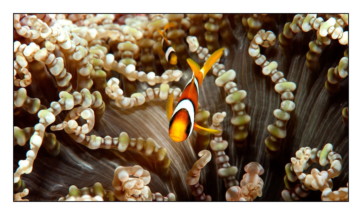 lumieres-et-couleurs/004-poissons-clowns/fr/17-130323MAL0734C