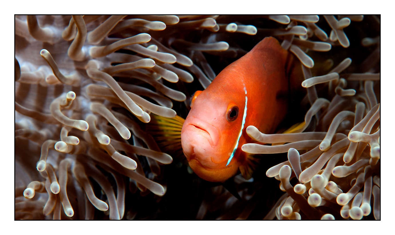 lumieres-et-couleurs/004-poissons-clowns/fr/18-130323MAL0735C