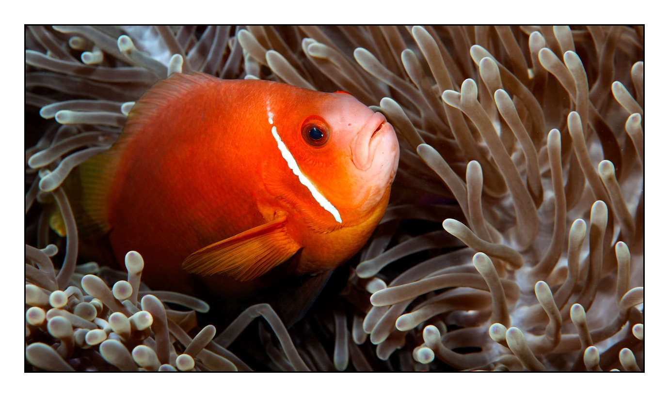 lumieres-et-couleurs/004-poissons-clowns/fr/19-130323MAL0737C