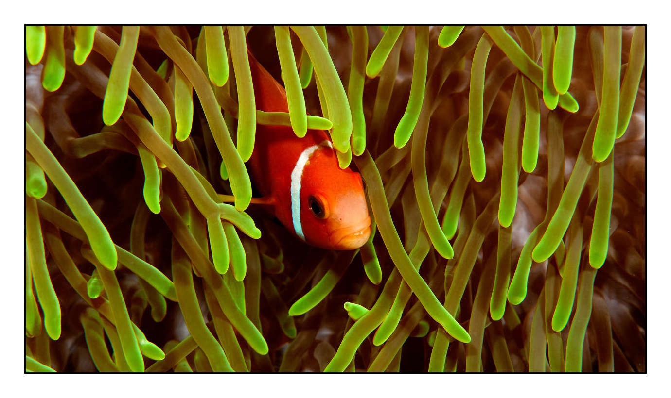 lumieres-et-couleurs/004-poissons-clowns/fr/20-130323MAL0740C