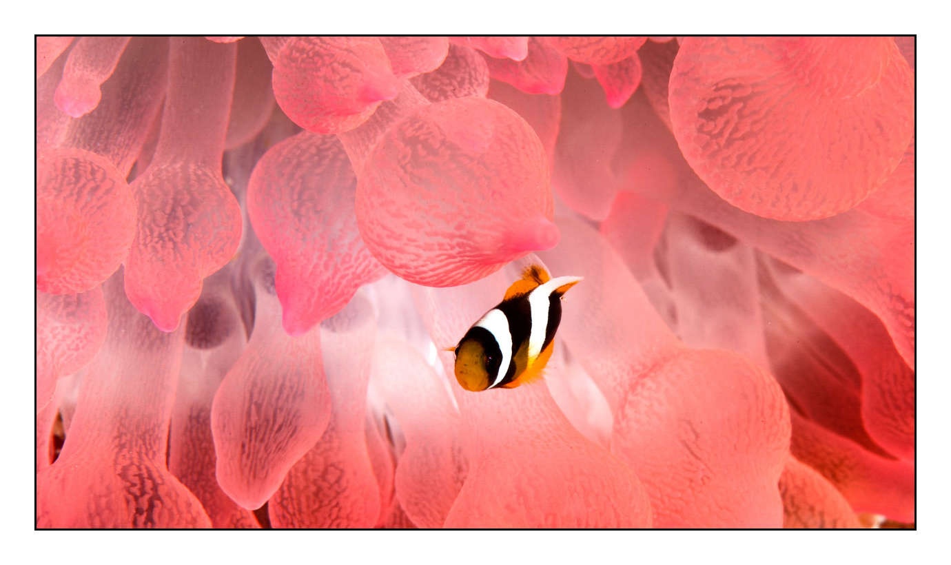 lumieres-et-couleurs/004-poissons-clowns/fr/21-130323MAL1087C