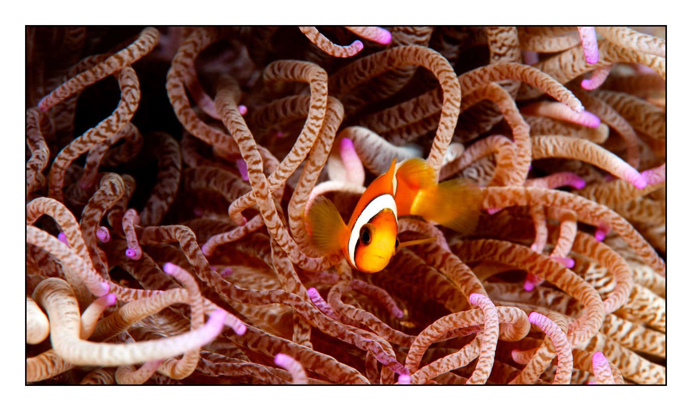lumieres-et-couleurs/004-poissons-clowns/fr/22-130323MAL1098C