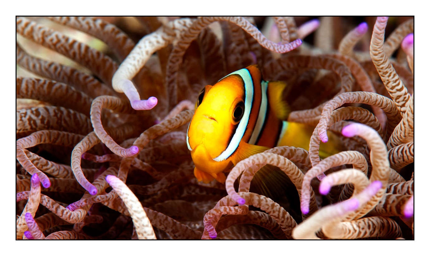 lumieres-et-couleurs/004-poissons-clowns/fr/23-130323MAL1099C