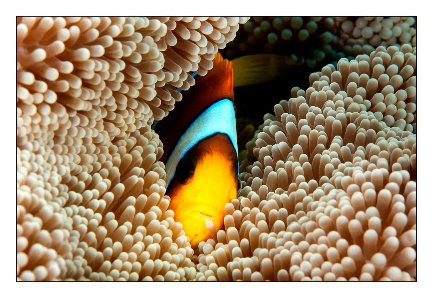 lumieres-et-couleurs/004-poissons-clowns/fr/24-140326SOU0554C