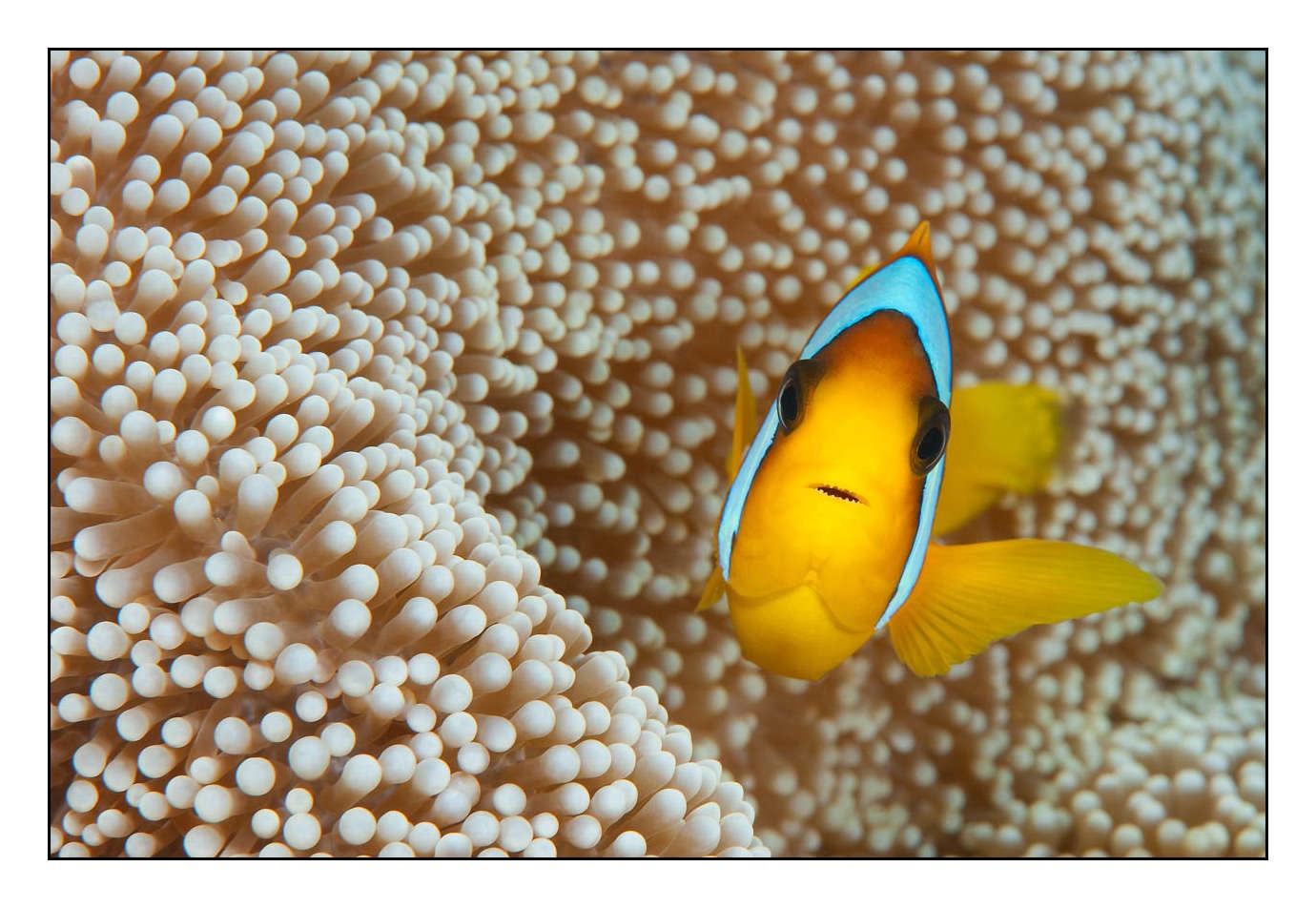 lumieres-et-couleurs/004-poissons-clowns/fr/25-140326SOU0557C