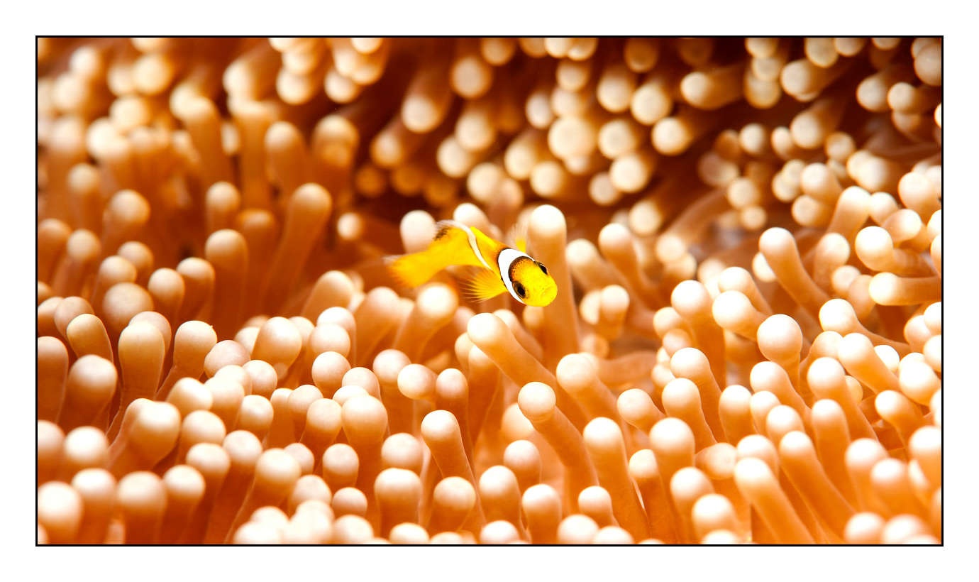 lumieres-et-couleurs/004-poissons-clowns/fr/26-140326SOU0560C