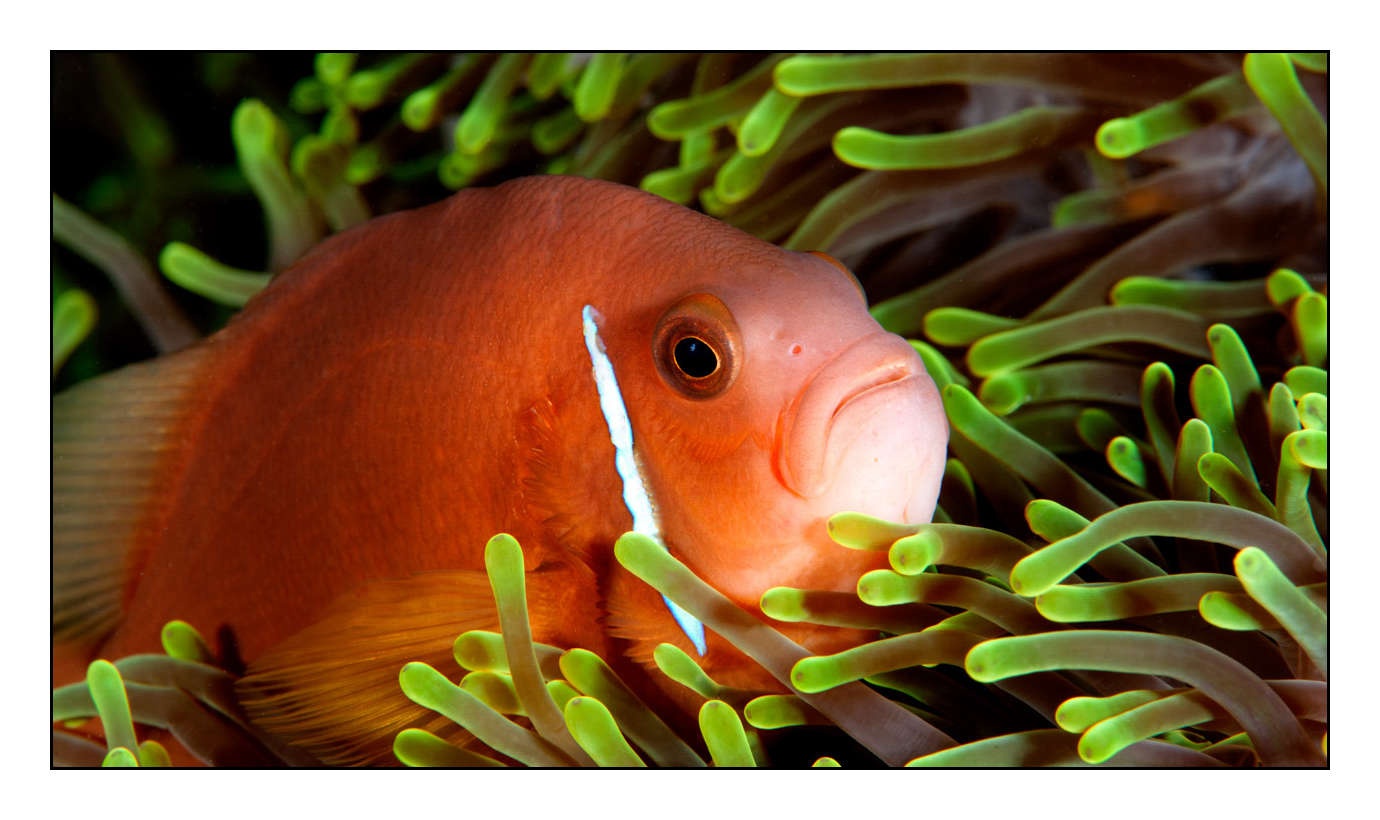 lumieres-et-couleurs/004-poissons-clowns/fr/27-140427MAL0254C