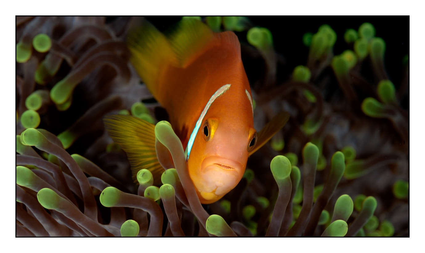lumieres-et-couleurs/004-poissons-clowns/fr/28-150411MAL0117C