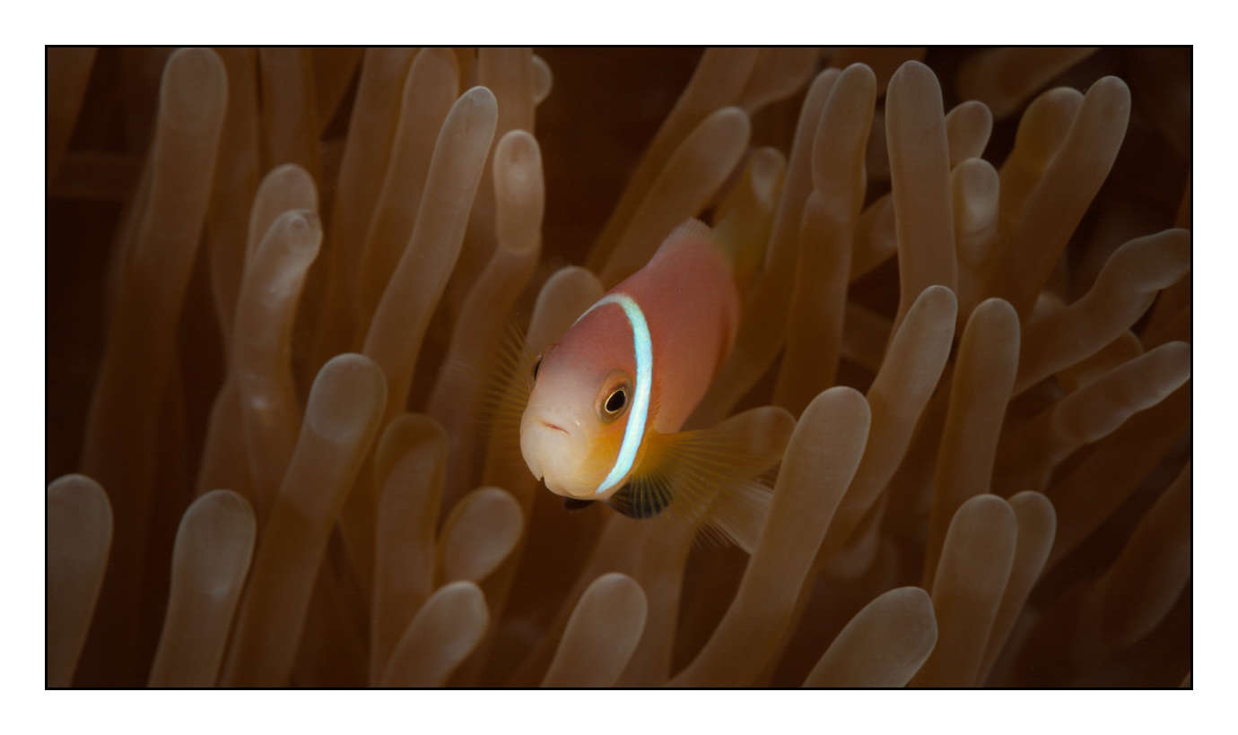 lumieres-et-couleurs/004-poissons-clowns/fr/29-150411MAL0121C