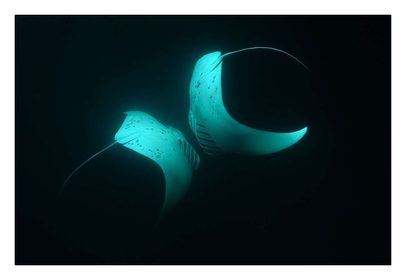 lumieres-et-couleurs/005-grands-animaux-marins/edition-limitee/en/02-130323MAL1286