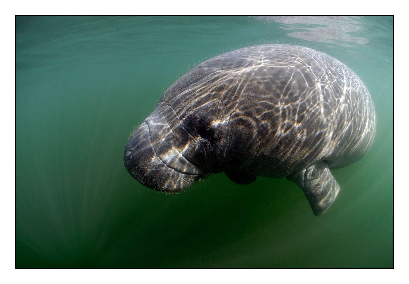 lumieres-et-couleurs/005-grands-animaux-marins/edition-limitee/en/03-0611bCRIUW0112