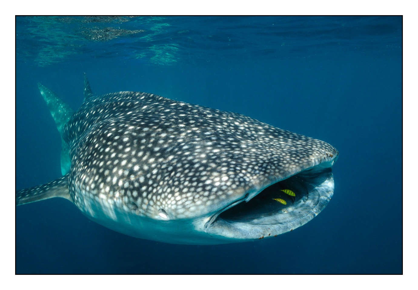 lumieres-et-couleurs/005-grands-animaux-marins/edition-limitee/en/04-0901aDJIUW1154
