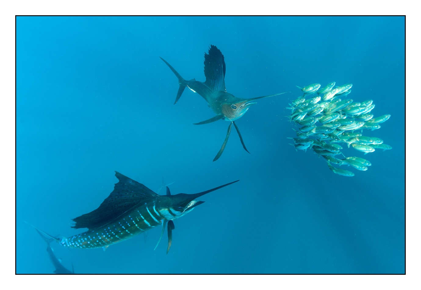 lumieres-et-couleurs/005-grands-animaux-marins/edition-limitee/en/05-120225ISLMUJ0001