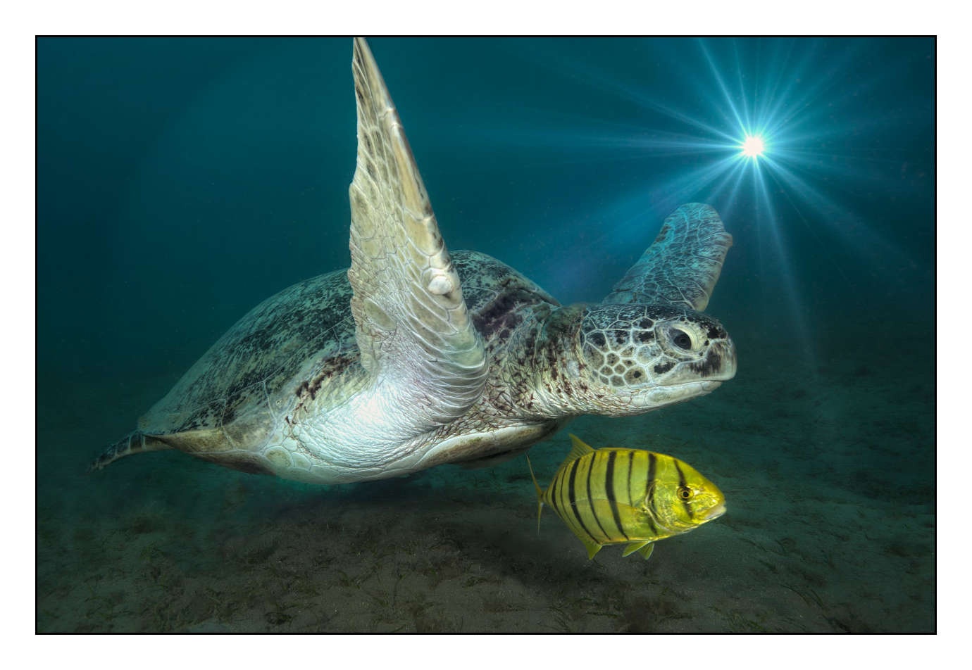 lumieres-et-couleurs/005-grands-animaux-marins/edition-limitee/en/08-120505EGYMSH0419C