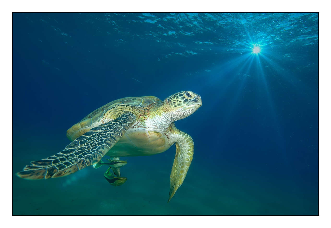 lumieres-et-couleurs/005-grands-animaux-marins/edition-limitee/en/09-150912EGYMAR0362C