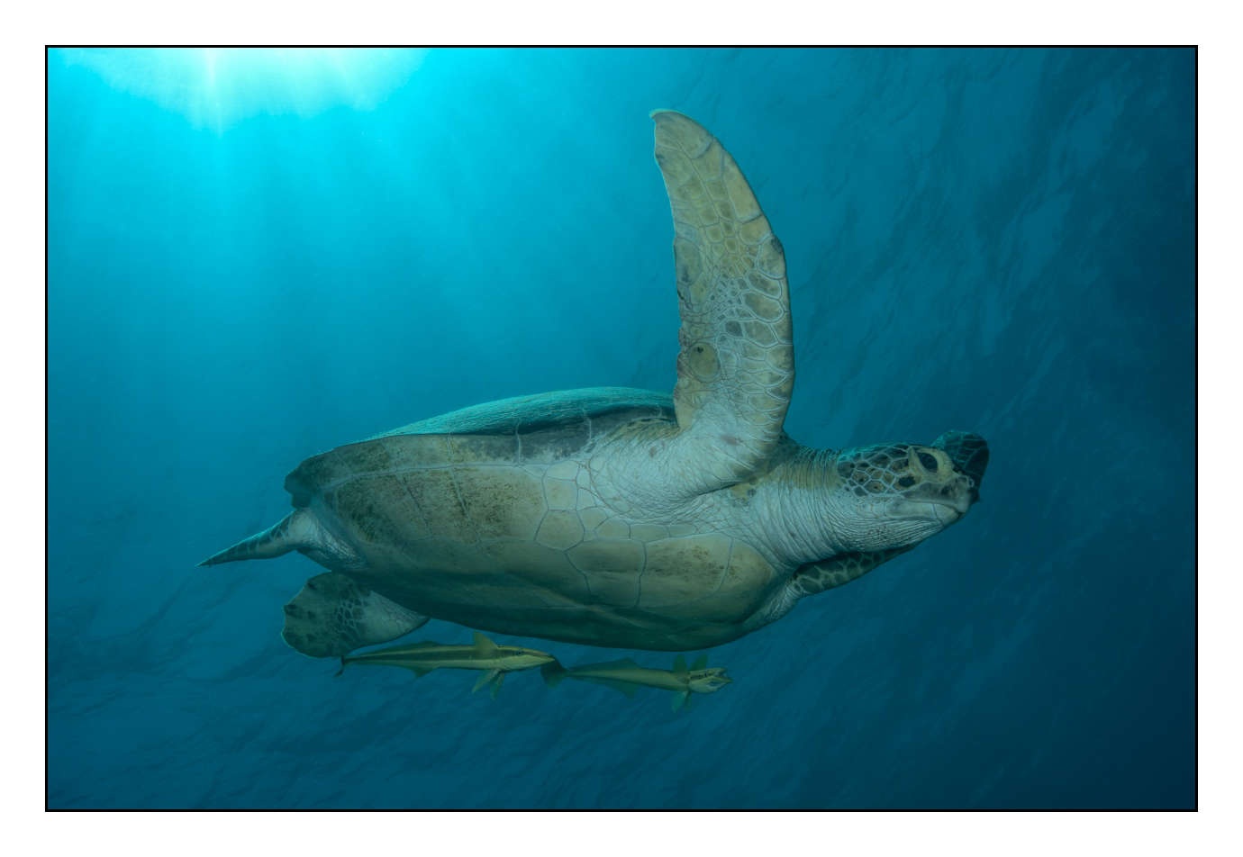 lumieres-et-couleurs/005-grands-animaux-marins/edition-limitee/en/10-120505EGYMSH0462C