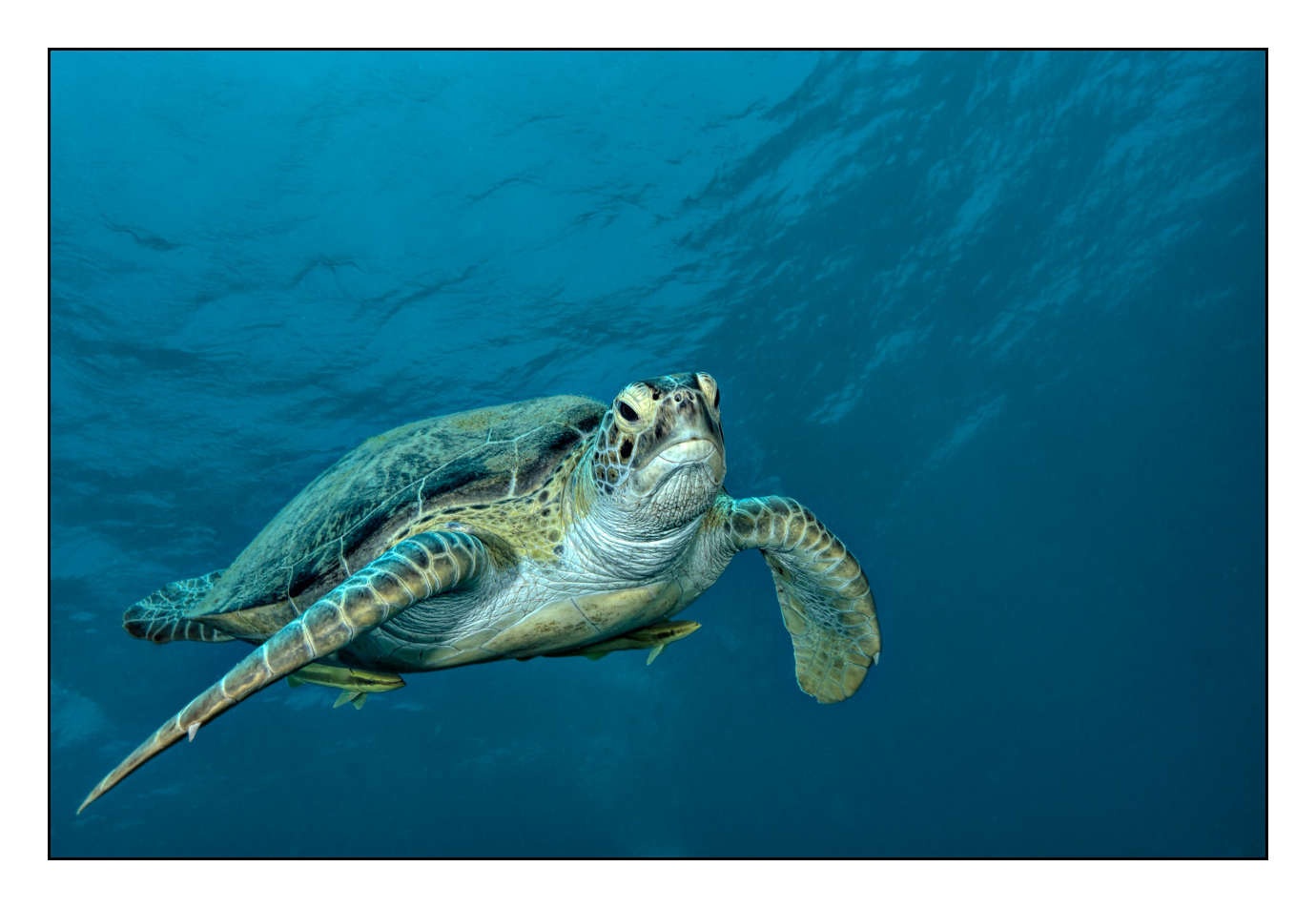 lumieres-et-couleurs/005-grands-animaux-marins/edition-limitee/en/11-120505EGYMSH0470C