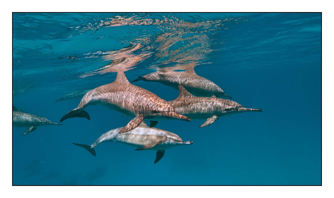 lumieres-et-couleurs/005-grands-animaux-marins/edition-limitee/en/12-100613EGYHAM0618C