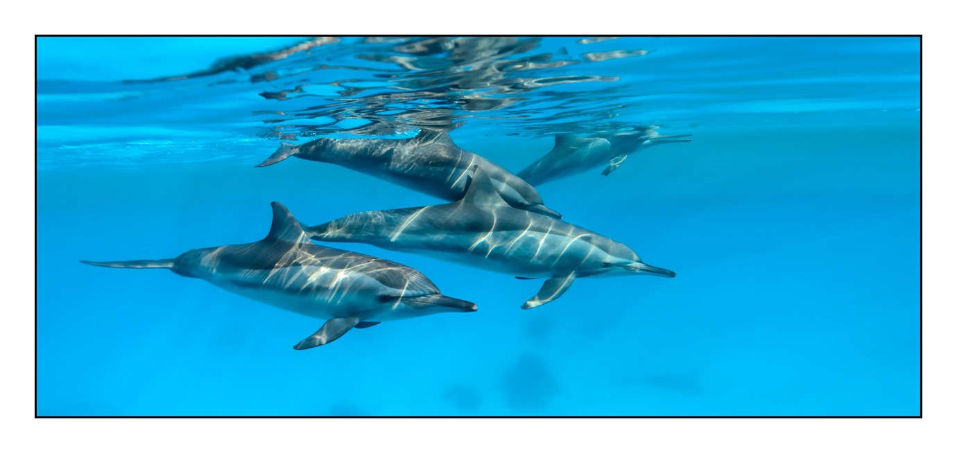 lumieres-et-couleurs/005-grands-animaux-marins/edition-limitee/en/13-140906EGYSJO0573C