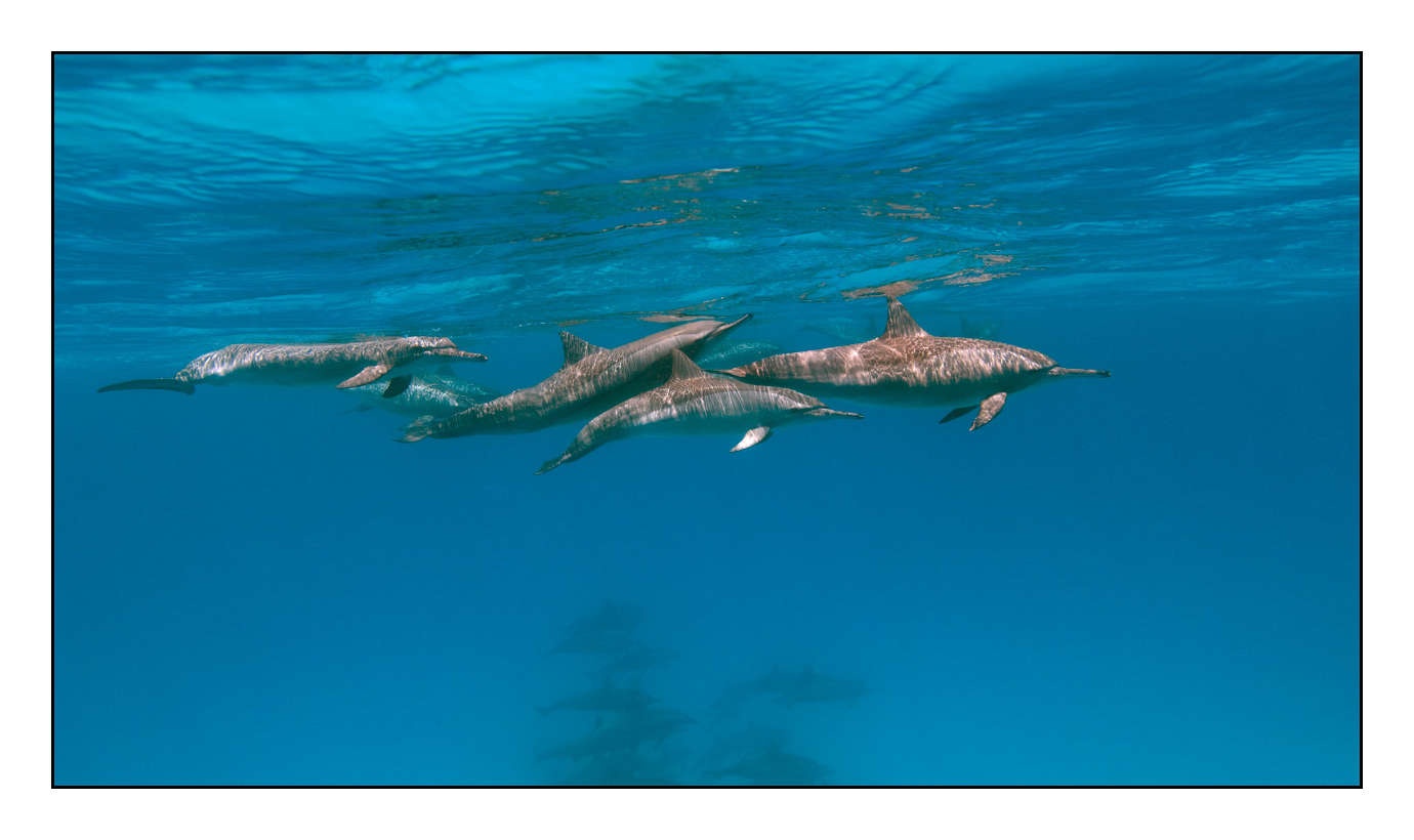 lumieres-et-couleurs/005-grands-animaux-marins/edition-limitee/en/15-100613EGYHAM0616C