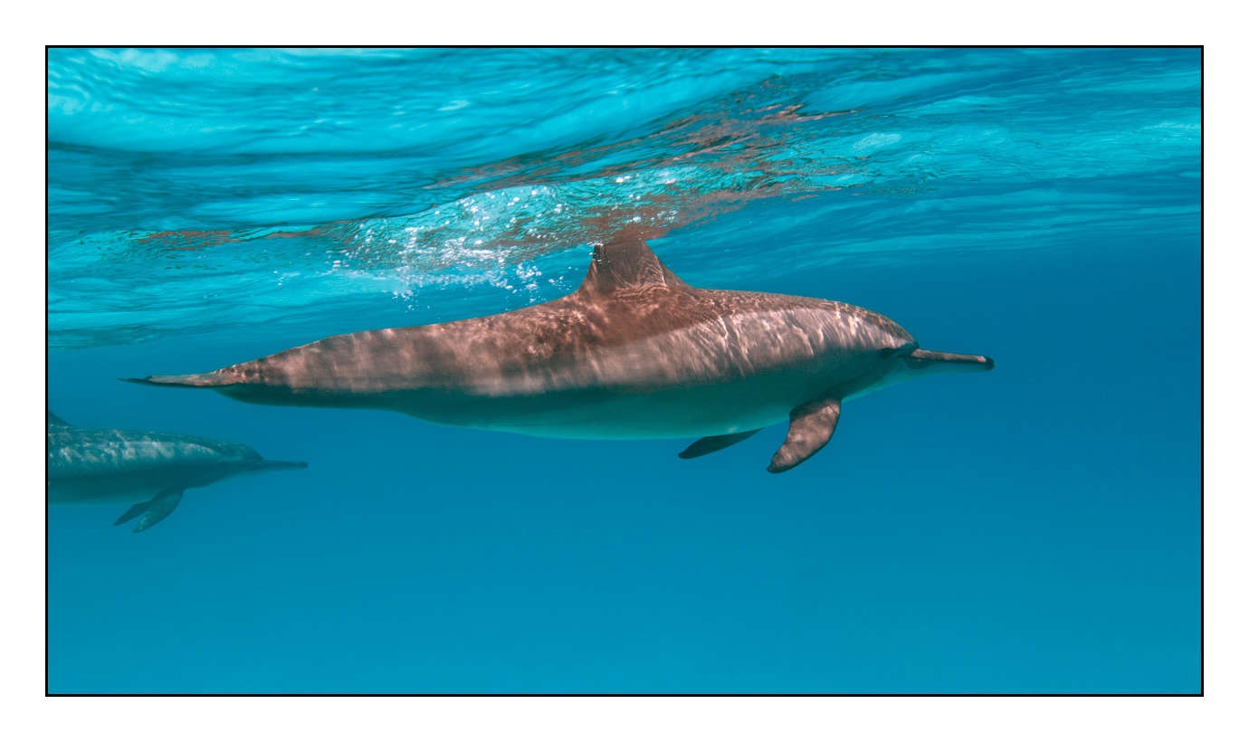 lumieres-et-couleurs/005-grands-animaux-marins/edition-limitee/en/17-100613EGYHAM0627C