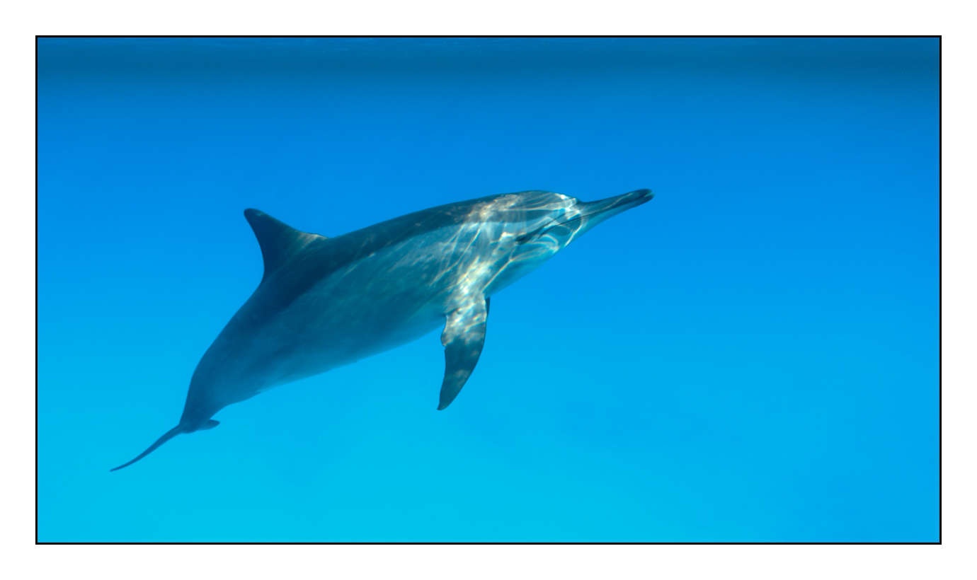 lumieres-et-couleurs/005-grands-animaux-marins/edition-limitee/en/18-140906EGYSJO0596C