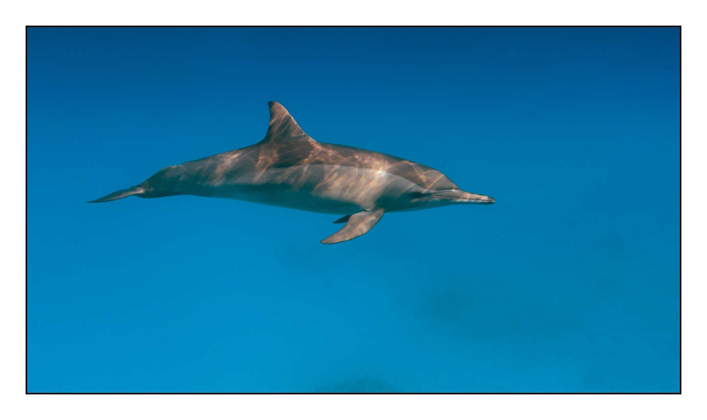 lumieres-et-couleurs/005-grands-animaux-marins/edition-limitee/en/19-140906EGYSJO0600C