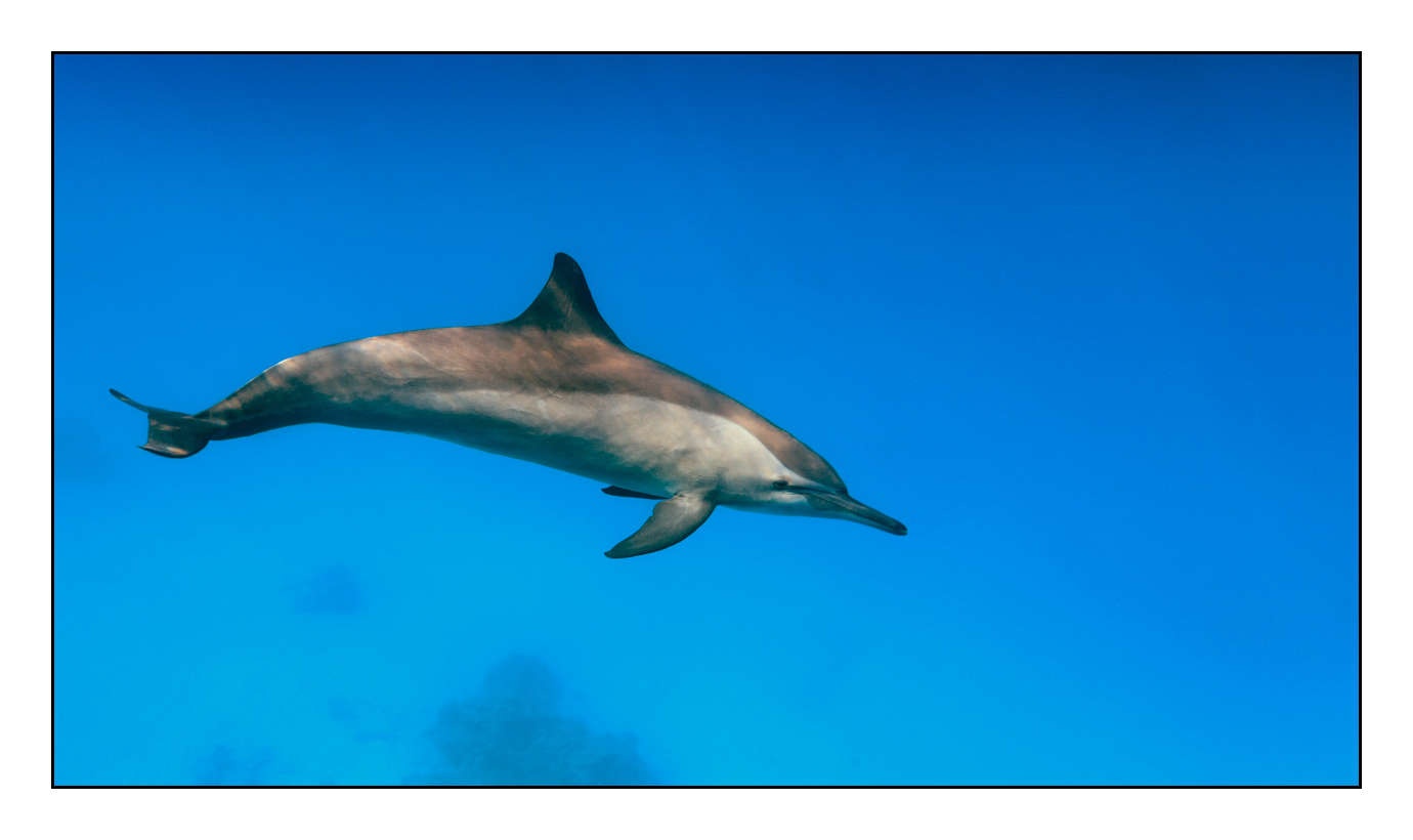 lumieres-et-couleurs/005-grands-animaux-marins/edition-limitee/en/20-140906EGYSJO0620C