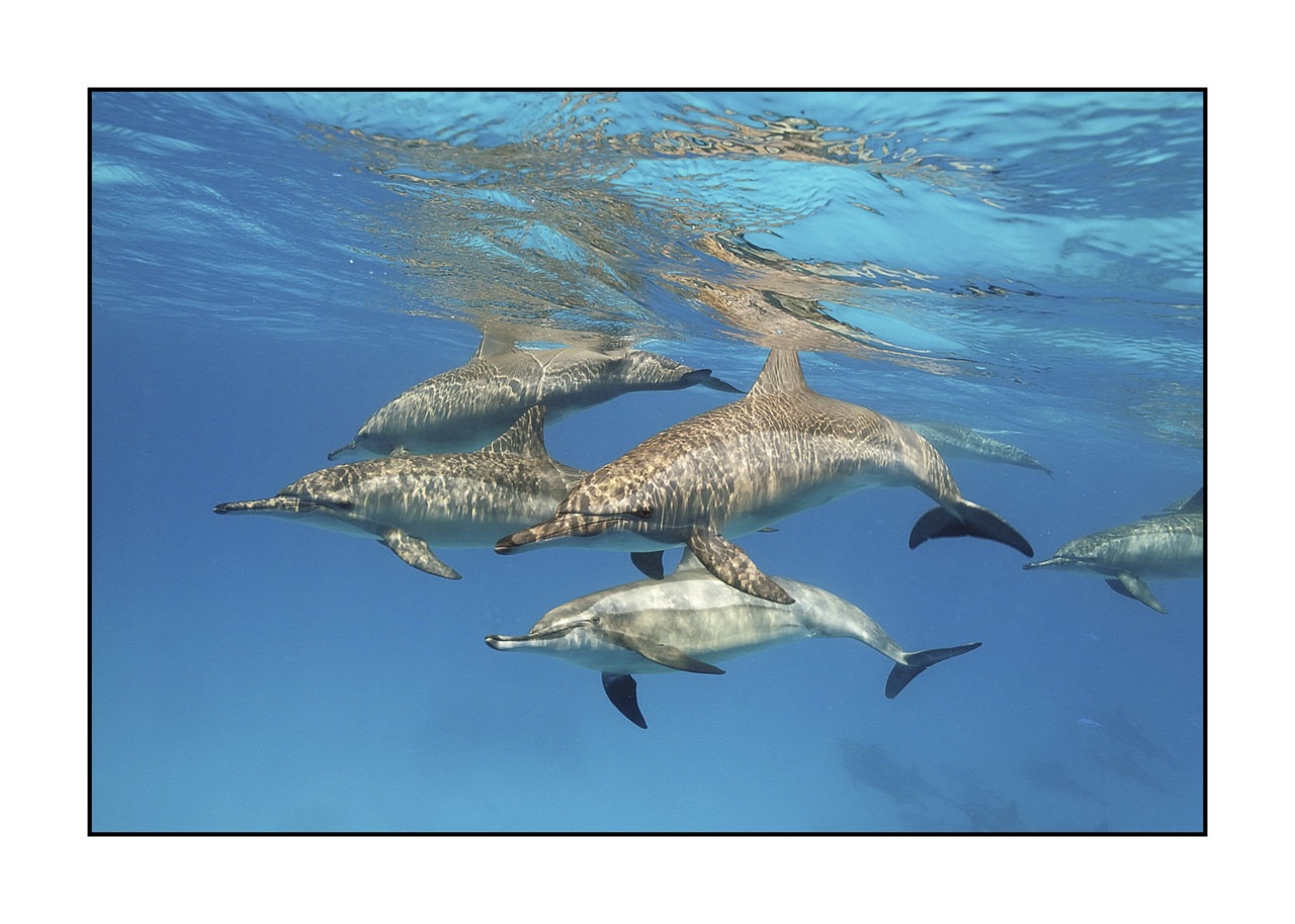 lumieres-et-couleurs/005-grands-animaux-marins/edition-ouverte/en/open-edition-467-32C