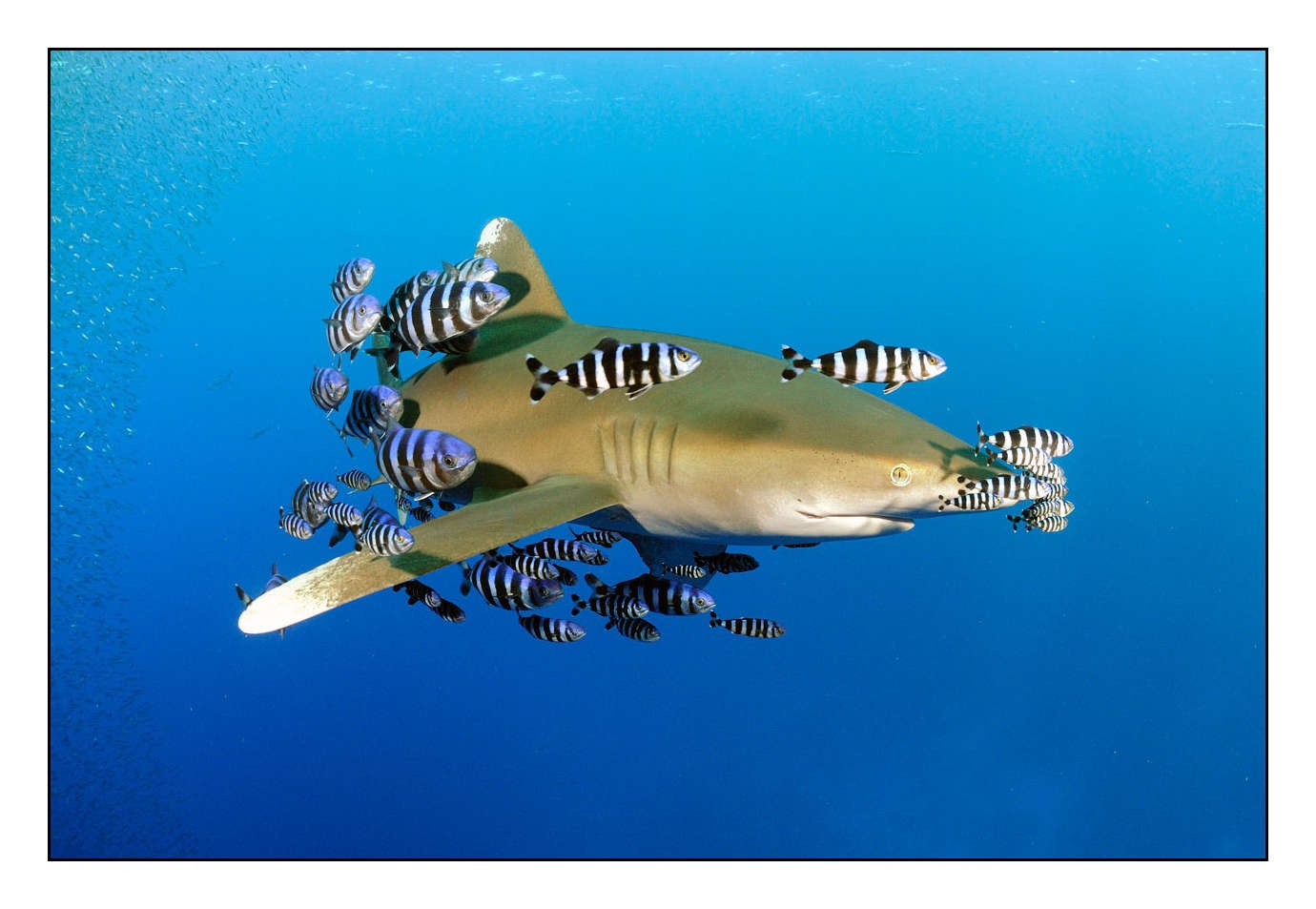 lumieres-et-couleurs/005-grands-animaux-marins/en/06-090628EGYBDE0488