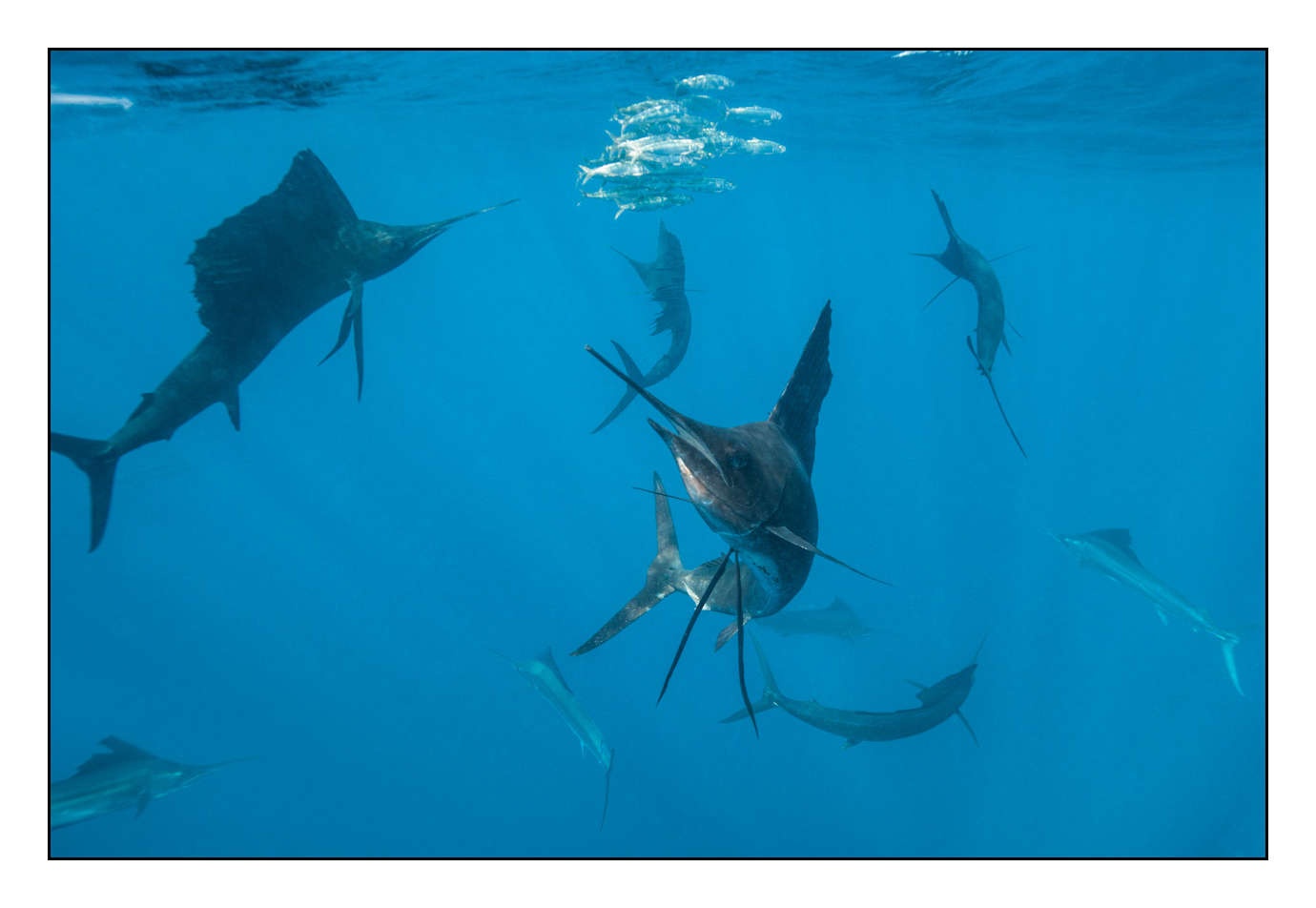 lumieres-et-couleurs/005-grands-animaux-marins/en/07-120225ISLMUJ0008C