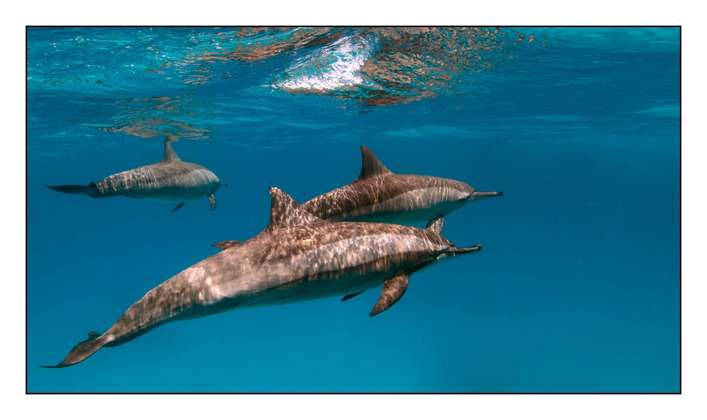 lumieres-et-couleurs/005-grands-animaux-marins/en/14-100613EGYHAM0619C