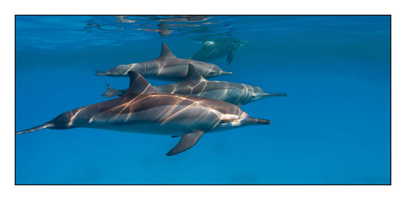 lumieres-et-couleurs/005-grands-animaux-marins/en/16-140906EGYSJO0576C