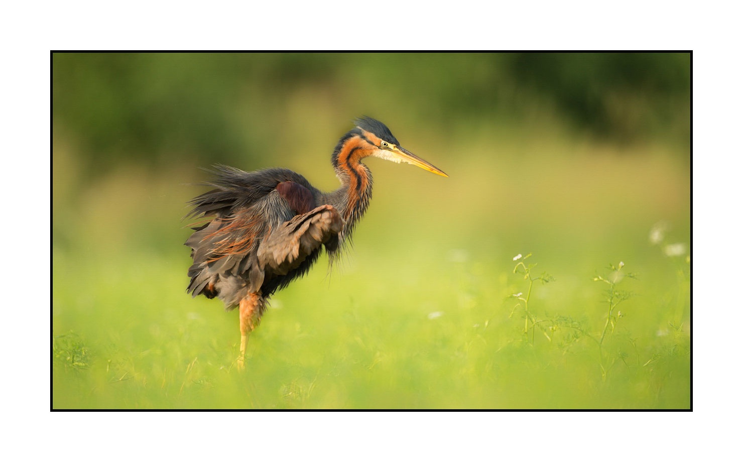 lumieres-et-couleurs/013-herons-pourpres/en/01-purple-heron-160528DOMWIL0238