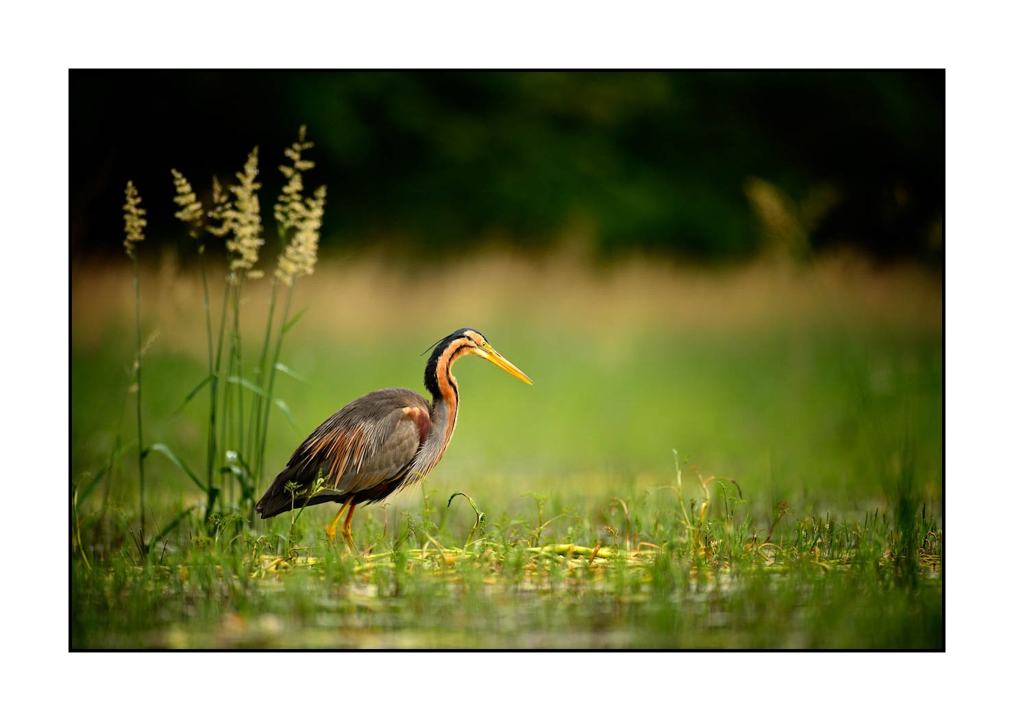 lumieres-et-couleurs/013-herons-pourpres/en/02-purple-heron-160528DOMWIL0035