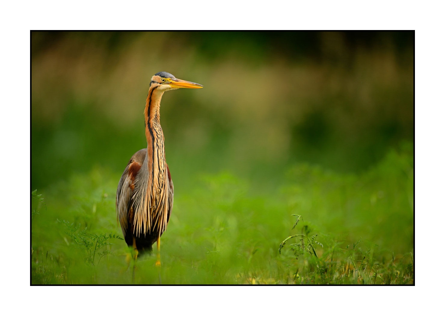 lumieres-et-couleurs/013-herons-pourpres/en/04-purple-heron-160528DOMWIL0118