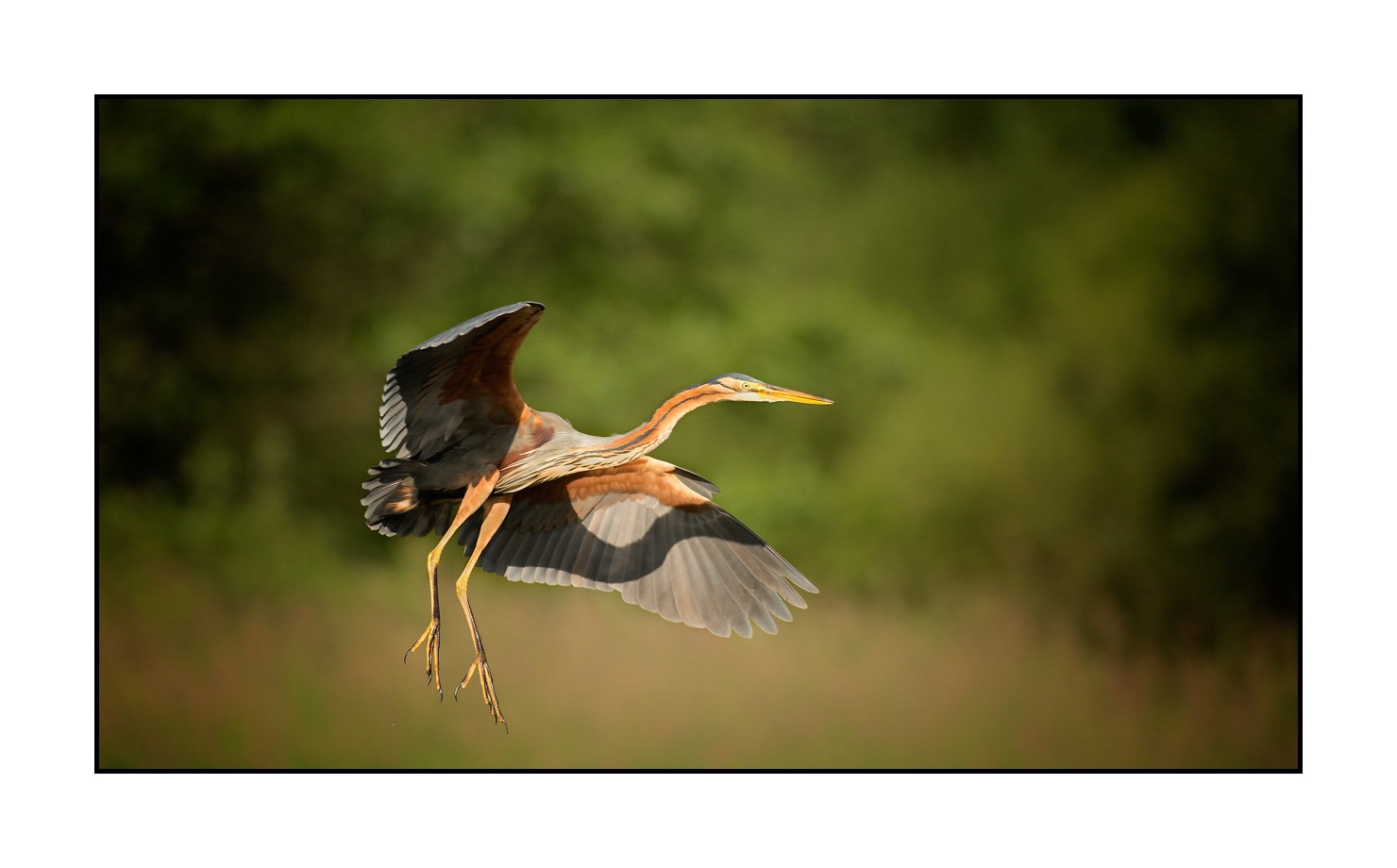 lumieres-et-couleurs/013-herons-pourpres/en/05-purple-heron-160528DOMWIL0163