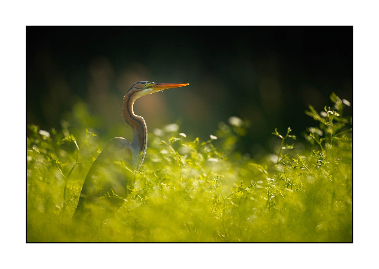lumieres-et-couleurs/013-herons-pourpres/en/06-purple-heron-160528DOMWIL0246