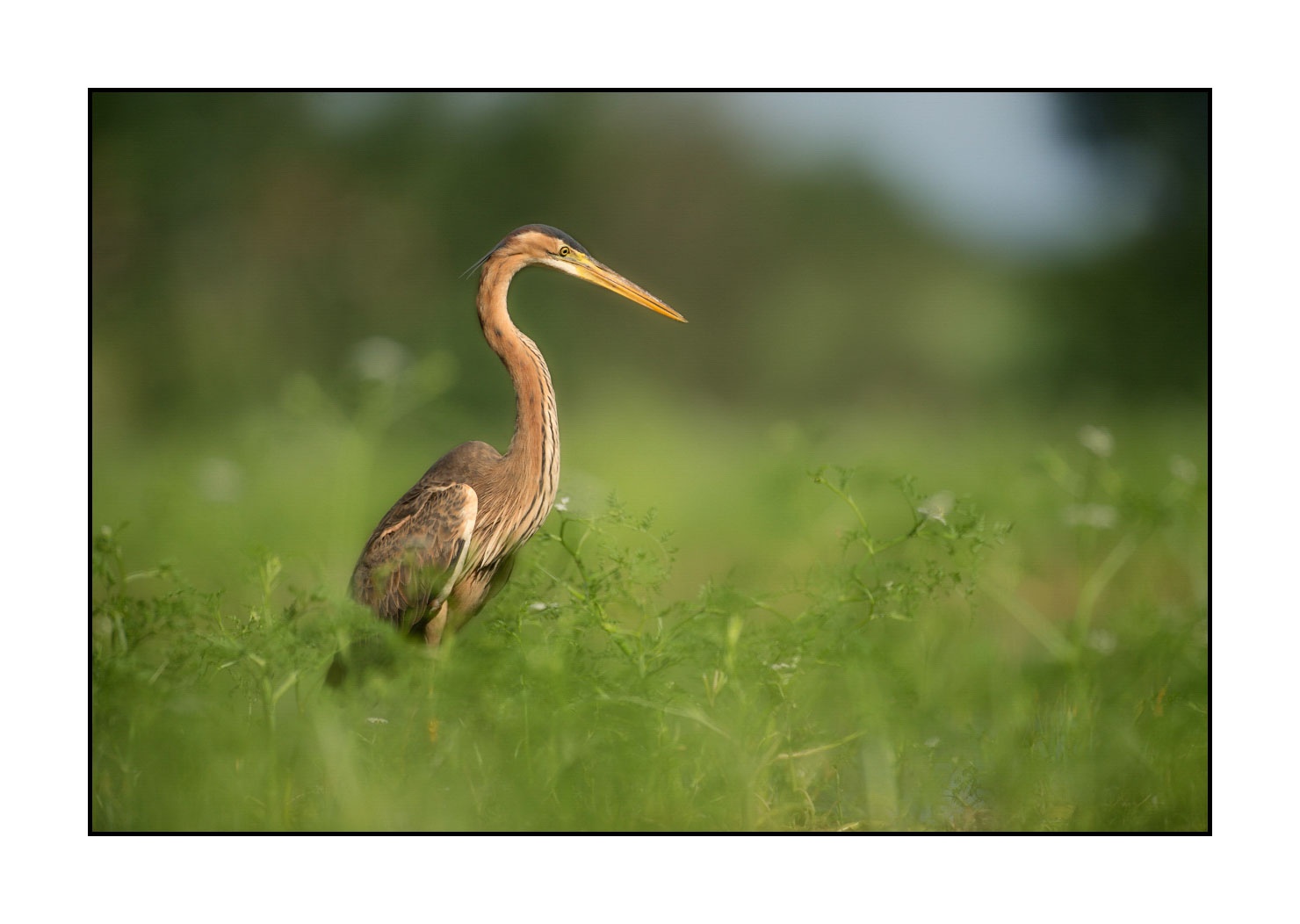 lumieres-et-couleurs/013-herons-pourpres/en/07-purple-heron-160528DOMWIL0255