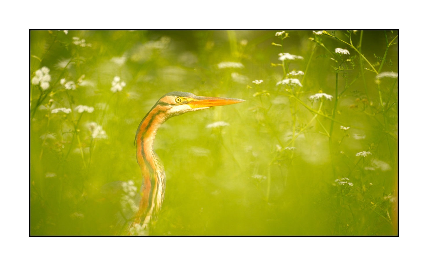 lumieres-et-couleurs/013-herons-pourpres/en/08-purple-heron-160528DOMWIL0270