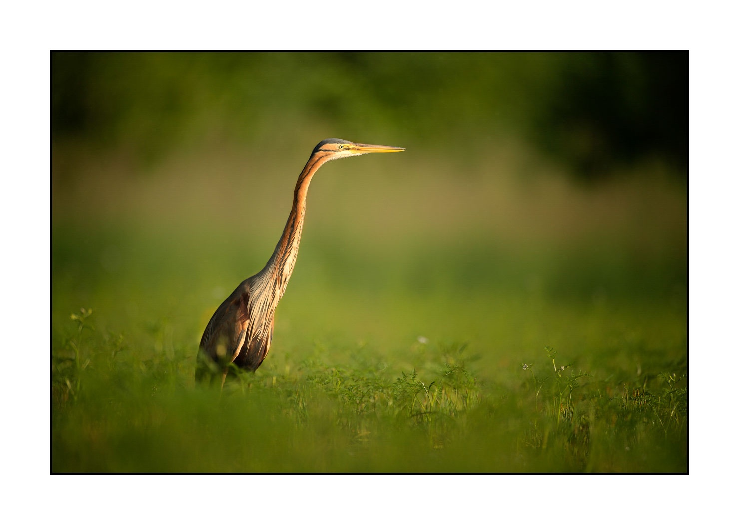 lumieres-et-couleurs/013-herons-pourpres/en/09-purple-heron-160528DOMWIL0285
