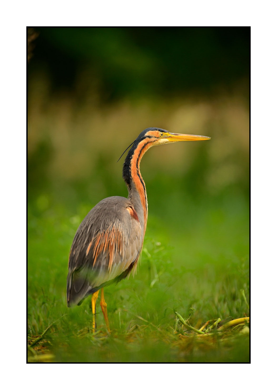 lumieres-et-couleurs/013-herons-pourpres/en/11-purple-heron-160528DOMWIL0124