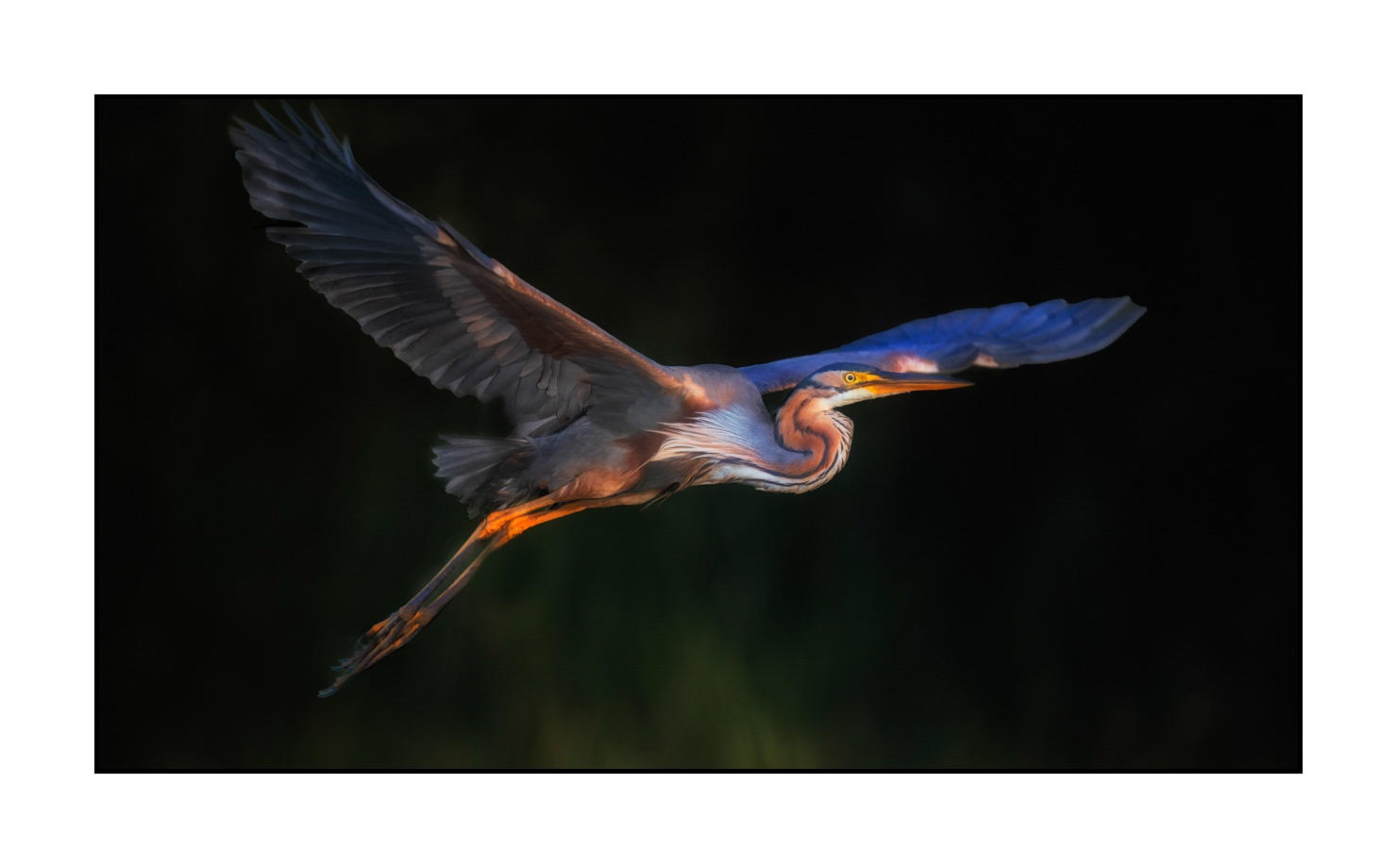 lumieres-et-couleurs/014-libres/fr/01-oiseaux-qui-evoquent-la-liberte-220517DOMWLD1353C